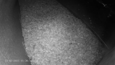 Sussex Heights Peregrine Falcons Webcam Image 13 Feb 2025 01:30:38