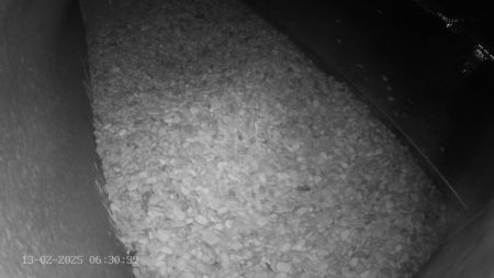 Sussex Heights Peregrine Falcons Webcam Image 13 Feb 2025 06:30:38