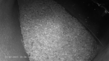 Sussex Heights Peregrine Falcons Webcam Image 13 Feb 2025 18:30:38