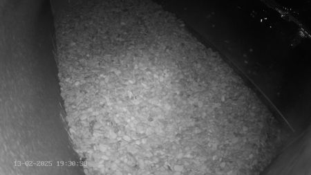 Sussex Heights Peregrine Falcons Webcam Image 13 Feb 2025 19:30:38