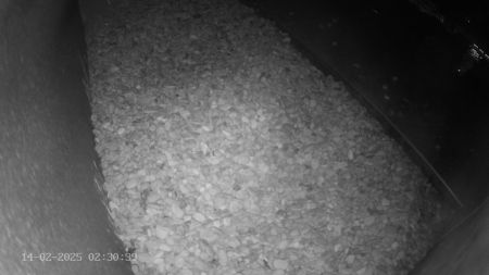 Sussex Heights Peregrine Falcons Webcam Image 14 Feb 2025 02:30:38