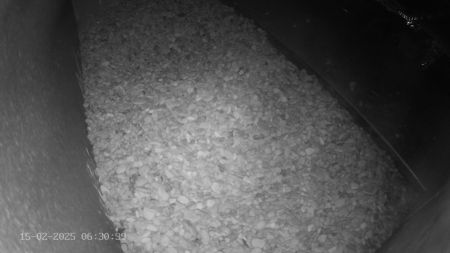 Sussex Heights Peregrine Falcons Webcam Image 15 Feb 2025 06:30:38