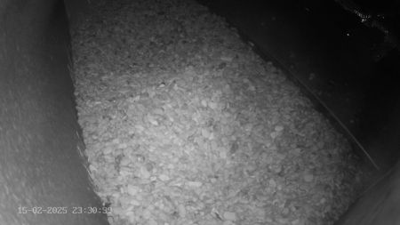 Sussex Heights Peregrine Falcons Webcam Image 15 Feb 2025 23:30:38