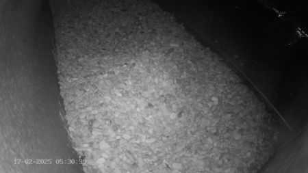 Sussex Heights Peregrine Falcons Webcam Image 17 Feb 2025 05:30:38