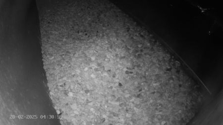 Sussex Heights Peregrine Falcons Webcam Image 20 Feb 2025 04:30:38