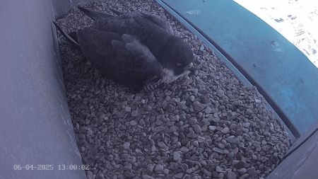 Sussex Heights Peregrine Falcons Webcam Image 6 Apr 2025 13:00:02