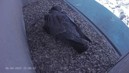 Sussex Heights Peregrine Falcons Webcam Image 6 Apr 2025 15:00:02