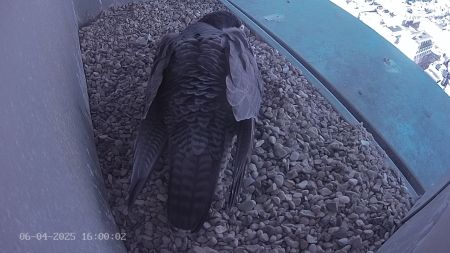 Sussex Heights Peregrine Falcons Webcam Image 6 Apr 2025 16:00:02