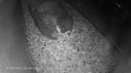 Sussex Heights Peregrine Falcons Webcam Image 27 Apr 2025 04:00:03