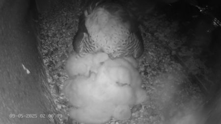 Sussex Heights Peregrine Falcons Webcam Image 9 May 2025 02:00:03