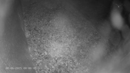 Sussex Heights Peregrine Falcons Webcam Image 8 Jun 2025 00:00:04