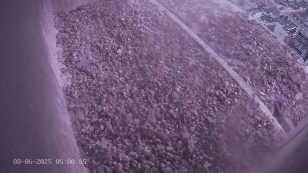 Sussex Heights Peregrine Falcons Webcam Image 8 Jun 2025 05:00:04