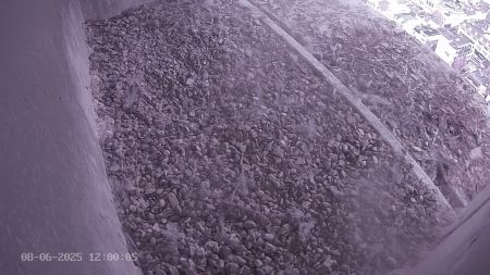 Sussex Heights Peregrine Falcons Webcam Image 8 Jun 2025 12:00:04