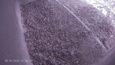 Sussex Heights Peregrine Falcons Webcam Image 8 Jun 2025 13:00:04