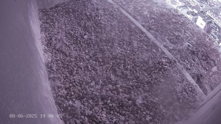 Sussex Heights Peregrine Falcons Webcam Image 8 Jun 2025 14:00:04