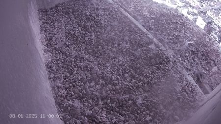 Sussex Heights Peregrine Falcons Webcam Image 8 Jun 2025 16:00:04