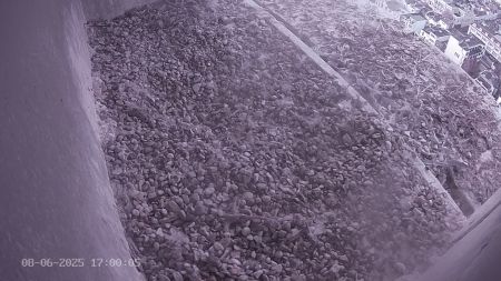 Sussex Heights Peregrine Falcons Webcam Image 8 Jun 2025 17:00:04