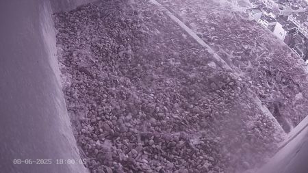 Sussex Heights Peregrine Falcons Webcam Image 8 Jun 2025 18:00:04