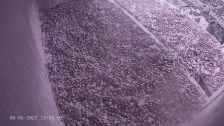 Sussex Heights Peregrine Falcons Webcam Image 8 Jun 2025 19:00:04