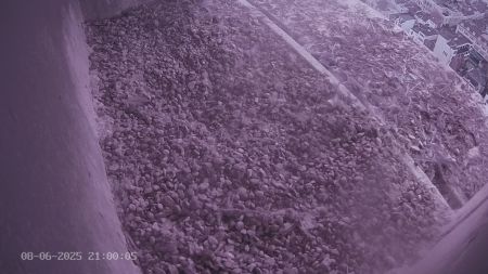 Sussex Heights Peregrine Falcons Webcam Image 8 Jun 2025 21:00:04