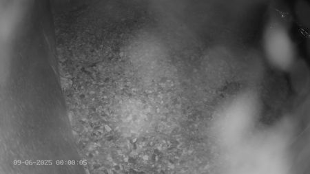Sussex Heights Peregrine Falcons Webcam Image 9 Jun 2025 00:00:04