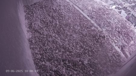 Sussex Heights Peregrine Falcons Webcam Image 9 Jun 2025 10:00:04