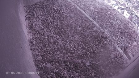 Sussex Heights Peregrine Falcons Webcam Image 9 Jun 2025 13:00:04