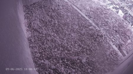 Sussex Heights Peregrine Falcons Webcam Image 9 Jun 2025 14:00:04
