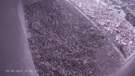 Sussex Heights Peregrine Falcons Webcam Image 9 Jun 2025 19:00:04
