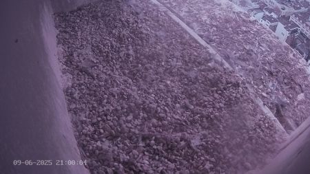 Sussex Heights Peregrine Falcons Webcam Image 9 Jun 2025 21:00:04