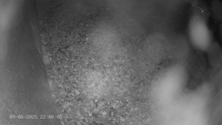 Sussex Heights Peregrine Falcons Webcam Image 9 Jun 2025 22:00:04