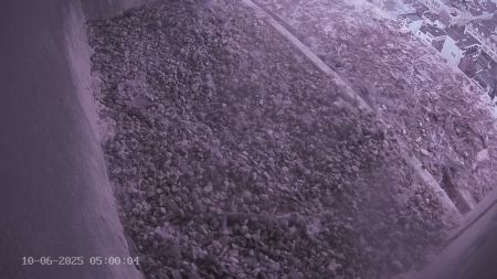 Sussex Heights Peregrine Falcons Webcam Image 10 Jun 2025 05:00:04