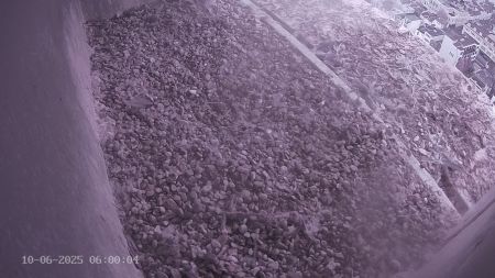 Sussex Heights Peregrine Falcons Webcam Image 10 Jun 2025 06:00:04