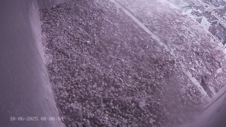 Sussex Heights Peregrine Falcons Webcam Image 10 Jun 2025 08:00:04
