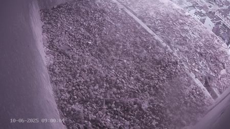 Sussex Heights Peregrine Falcons Webcam Image 10 Jun 2025 09:00:04