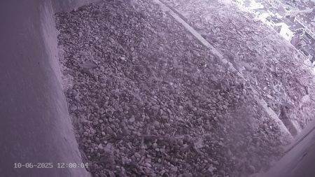 Sussex Heights Peregrine Falcons Webcam Image 10 Jun 2025 12:00:04