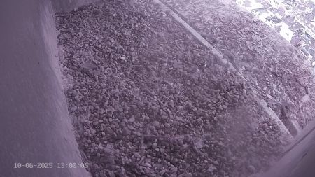 Sussex Heights Peregrine Falcons Webcam Image 10 Jun 2025 13:00:04