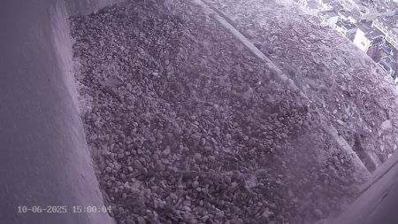 Sussex Heights Peregrine Falcons Webcam Image 10 Jun 2025 15:00:04