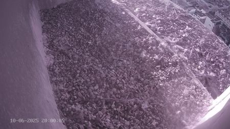 Sussex Heights Peregrine Falcons Webcam Image 10 Jun 2025 20:00:04