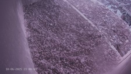Sussex Heights Peregrine Falcons Webcam Image 10 Jun 2025 21:00:04