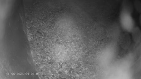 Sussex Heights Peregrine Falcons Webcam Image 11 Jun 2025 04:00:04