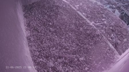 Sussex Heights Peregrine Falcons Webcam Image 11 Jun 2025 21:00:04