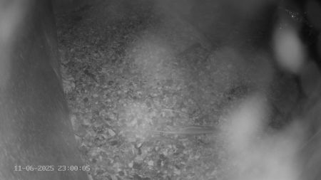 Sussex Heights Peregrine Falcons Webcam Image 11 Jun 2025 23:00:04