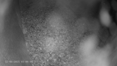 Sussex Heights Peregrine Falcons Webcam Image 12 Jun 2025 03:00:04