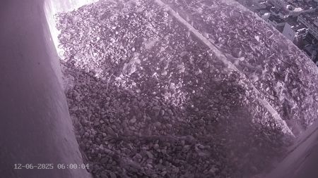 Sussex Heights Peregrine Falcons Webcam Image 12 Jun 2025 06:00:04