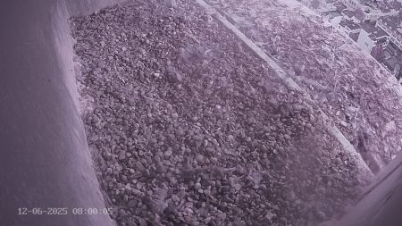 Sussex Heights Peregrine Falcons Webcam Image 12 Jun 2025 08:00:04