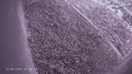 Sussex Heights Peregrine Falcons Webcam Image 12 Jun 2025 12:00:04