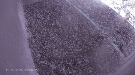 Sussex Heights Peregrine Falcons Webcam Image 12 Jun 2025 14:00:04