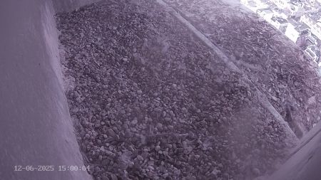 Sussex Heights Peregrine Falcons Webcam Image 12 Jun 2025 15:00:04
