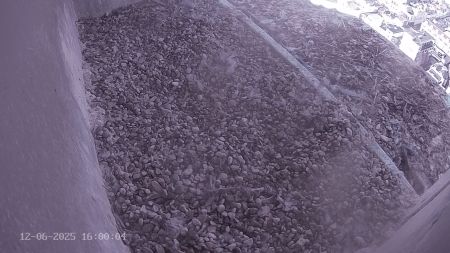 Sussex Heights Peregrine Falcons Webcam Image 12 Jun 2025 16:00:04